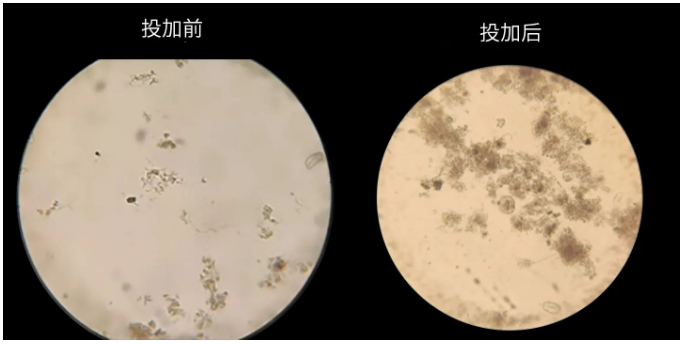 庫(kù)巴魯?氨氮激活菌使用前后對(duì)比圖